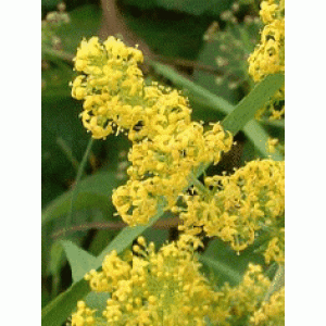 BEDSTRAW YELLOW HERB C/S