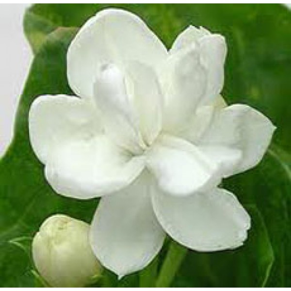 Jasmine Dried Flower
