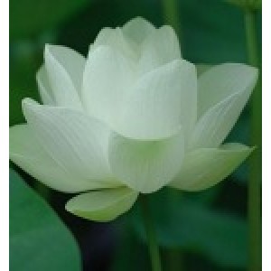 Lotus White 5percent
